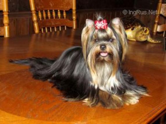  ZVEZDA ALBIONA UITNI H'YUSTON — Labaza DogPedigree YorkshireTerrier